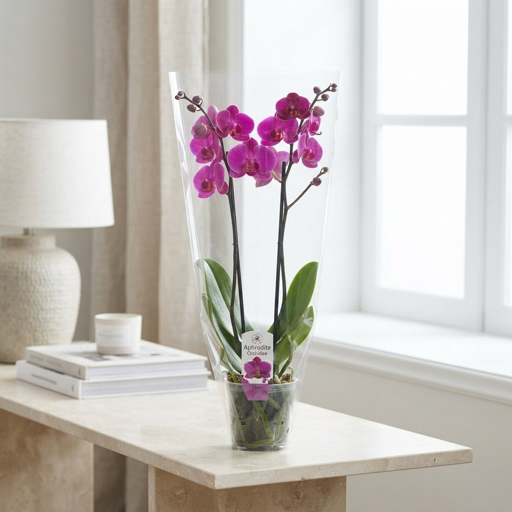Mixed Phalaenopsis Orchid – 2 Stem, 12cm Pot
