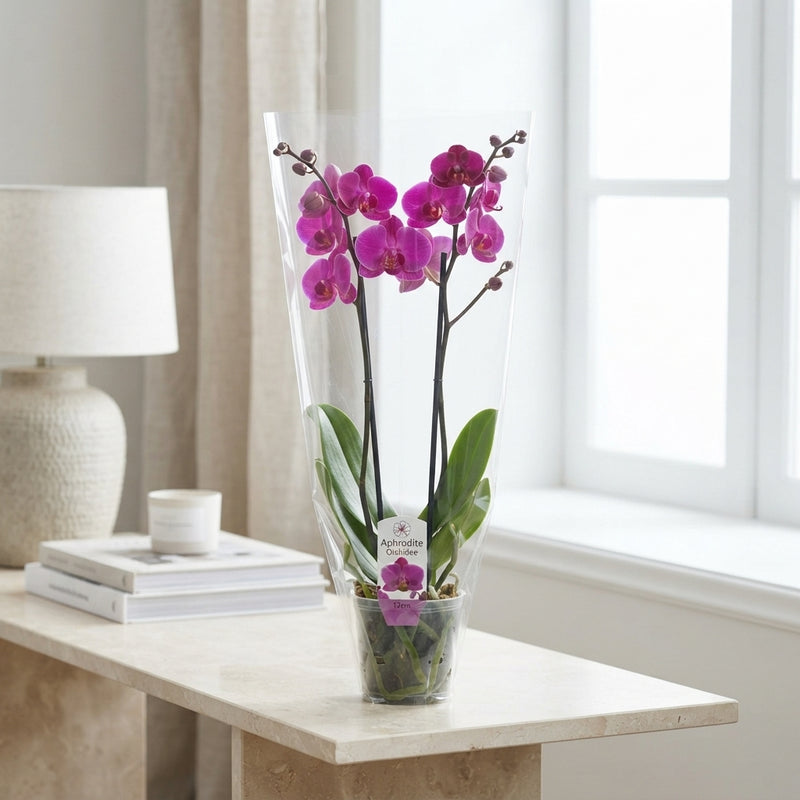 Mixed Phalaenopsis Orchid – 2 Stem, 12cm Pot