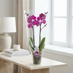 Mixed Phalaenopsis Orchid – 2 Stem, 12cm Pot