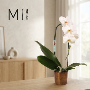 White Phalaenopsis Orchid – 12cm Pot