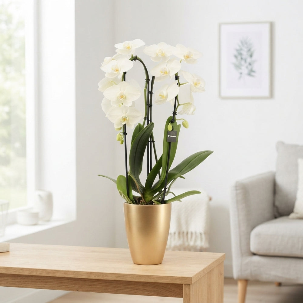 White Phalaenopsis Orchid – 2 Stem, 12cm Ceramic Pot