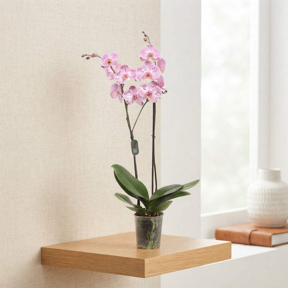 Pink Phalaenopsis Orchid – 2 Stem, 12cm Pot
