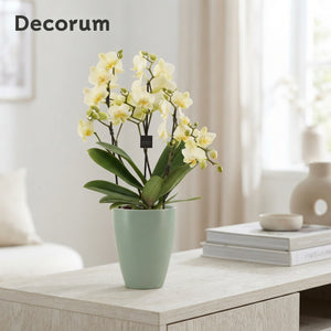 Dazzling Lausanne Phalaenopsis Orchid – 12cm Ceramic Pot