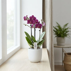 Mixed Phalaenopsis Orchid – 3 Stem, 12cm Pot