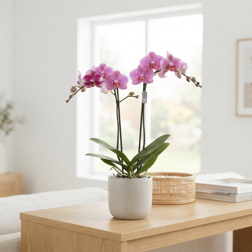 Mixed Phalaenopsis Orchid – 2 Stem, 12cm Pot