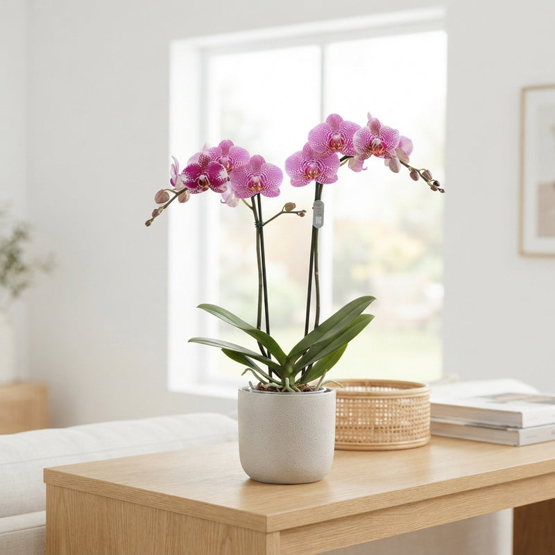 Mixed Phalaenopsis Orchid – 2 Stem, 12cm Pot