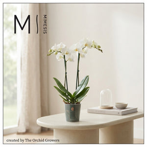 Mixed Phalaenopsis Orchid – 2 Stem, 12cm Pot