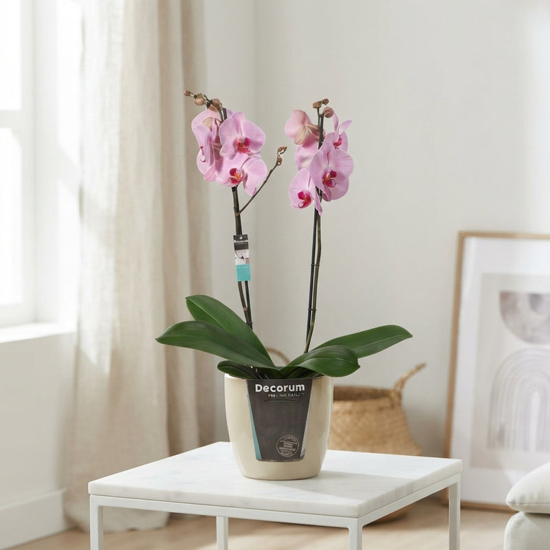 Mixed Phalaenopsis Orchid – 2 Stem, 12cm Pot