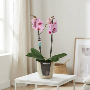 Mixed Phalaenopsis Orchid – 2 Stem, 12cm Pot