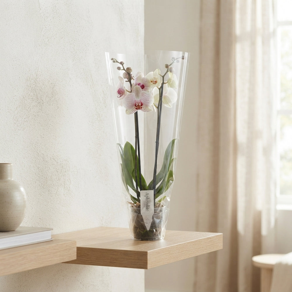 Mixed Phalaenopsis Orchid – 2 Stem, 12cm Pot