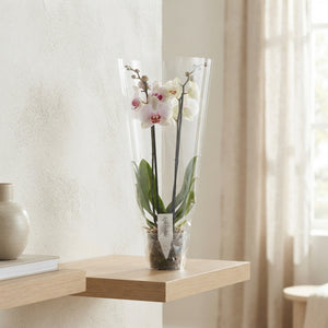 Mixed Phalaenopsis Orchid – 2 Stem, 12cm Pot