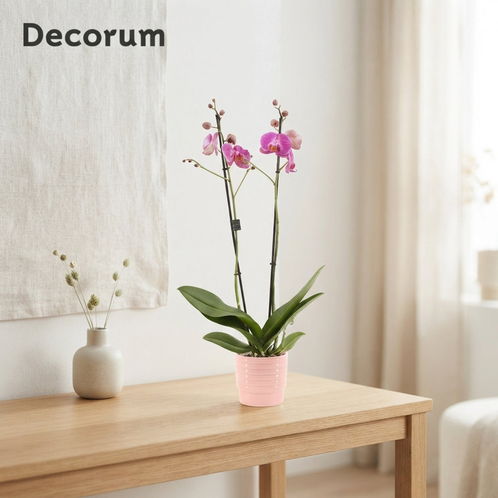 Mixed Phalaenopsis Orchid – 2 Stem, 12cm Ceramic Pot