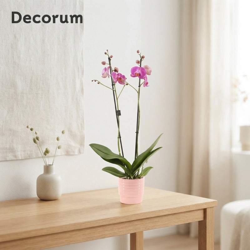 Mixed Phalaenopsis Orchid – 2 Stem, 12cm Ceramic Pot