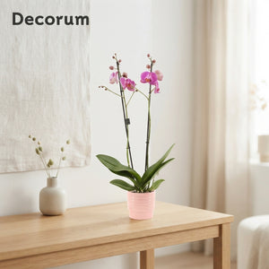 Mixed Phalaenopsis Orchid – 2 Stem, 12cm Ceramic Pot