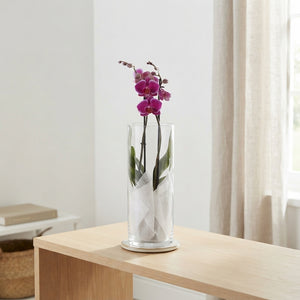 Mixed Phalaenopsis Orchid – 2 Stem, 12cm Pot