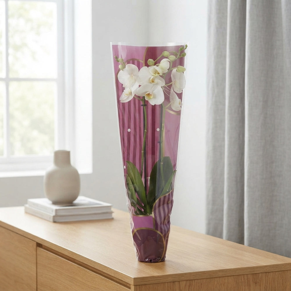 Mixed Phalaenopsis Orchid – 12cm Pot, 65cm High