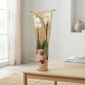 Mixed Phalaenopsis Orchid – 2 Stem, 12cm Pot