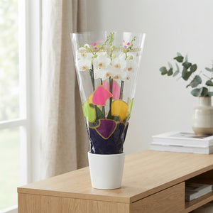 White Phalaenopsis Orchid – 4 Stem, 12cm Pot