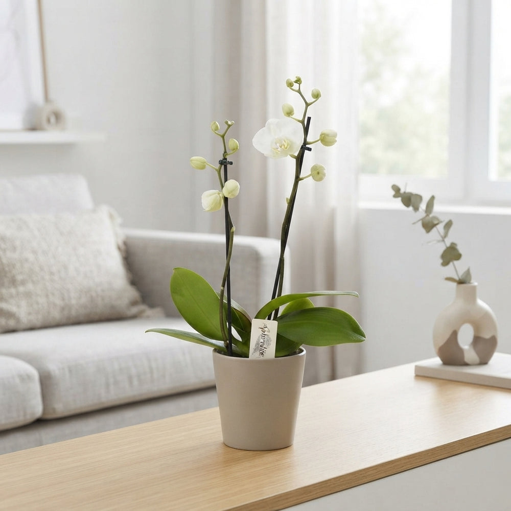Mixed Phalaenopsis Orchid – 3 Stem, 12cm Ceramic Pot