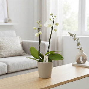 Mixed Phalaenopsis Orchid – 3 Stem, 12cm Ceramic Pot