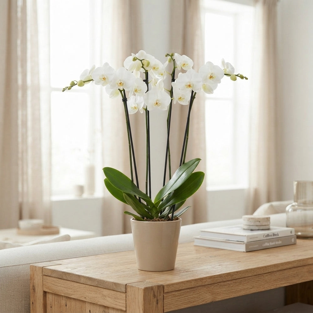 White Phalaenopsis Orchid – 4 Stem, 12cm Ceramic Pot