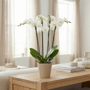 White Phalaenopsis Orchid – 4 Stem, 12cm Ceramic Pot