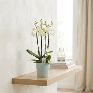 White Phalaenopsis Orchid – 4 Stem, 12cm Ceramic Pot