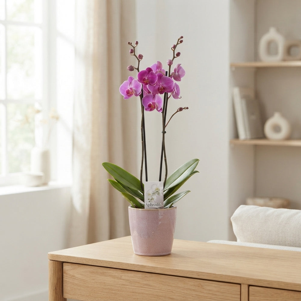 Mixed Phalaenopsis Orchid – 2 Stem, 12cm Ceramic Pot