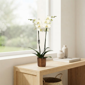 Mixed Phalaenopsis Orchid – 2 Stem, 12cm Pot