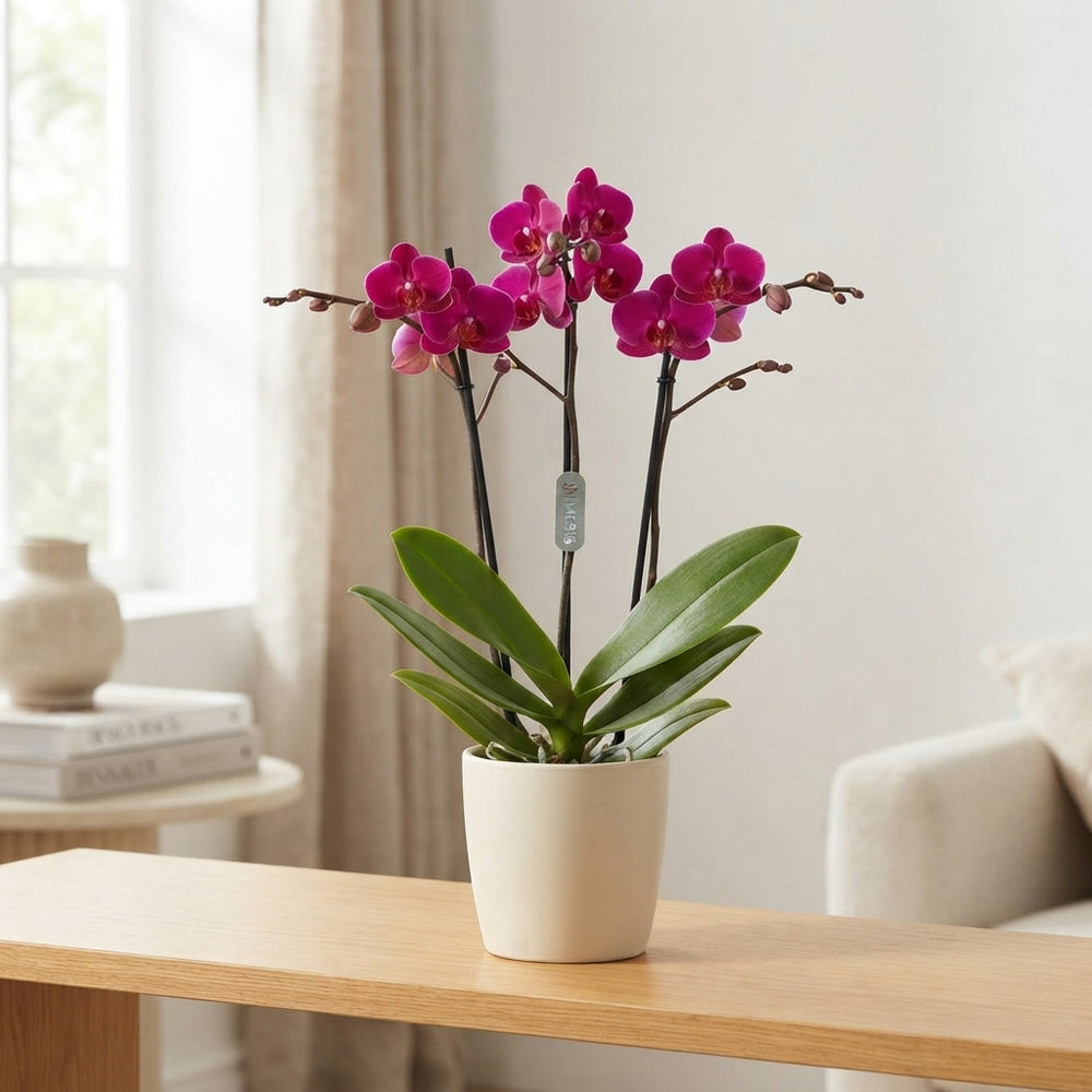 Mixed Phalaenopsis Orchid – 3 Stems, 12cm Pot