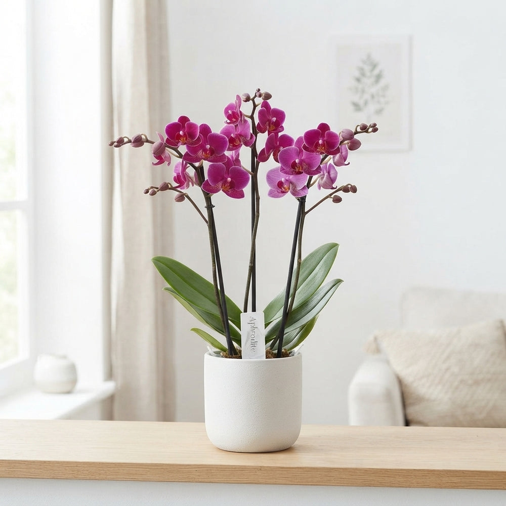 Mixed Phalaenopsis Orchid – 3 Stem, 12cm Pot