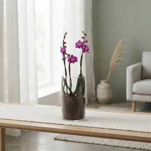 Mixed Phalaenopsis Orchid – 3 Stems, 12cm Glass Vase