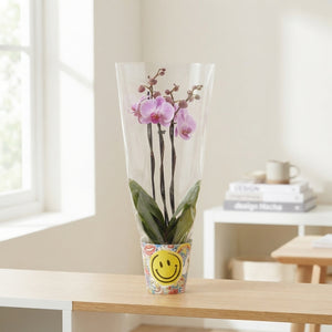 Mixed Phalaenopsis Orchid – 3 Stem, 12cm Pot