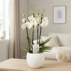 White Phalaenopsis Orchid – 4 Stem, 12cm Pot