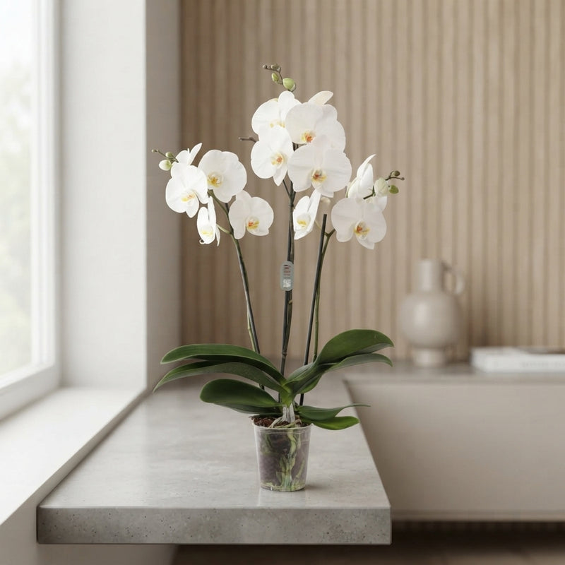 White Phalaenopsis Orchid – 3 Stem, 12cm Pot