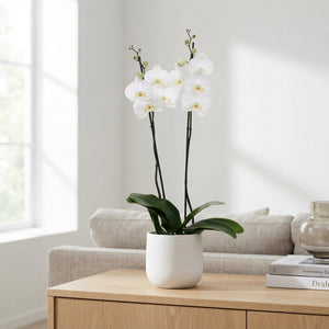 White Phalaenopsis Orchid – 2 Stem, 12cm Pot
