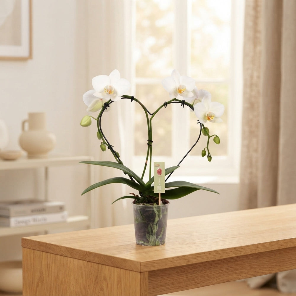 White Heart-Shaped Phalaenopsis Orchid – 9cm Pot