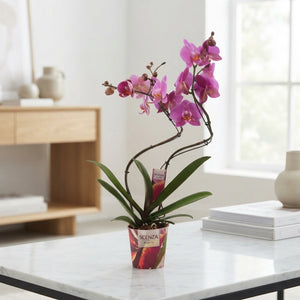 Mixed Phalaenopsis Orchid – 2 Stem, 12cm Pot