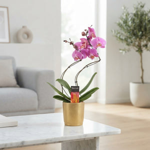 Mixed Phalaenopsis Orchid – 2 Stem, 12cm Ceramic Pot