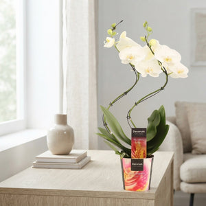 White Phalaenopsis Orchid ‘Hurricane Tropic Snowball’ – 12cm Pot