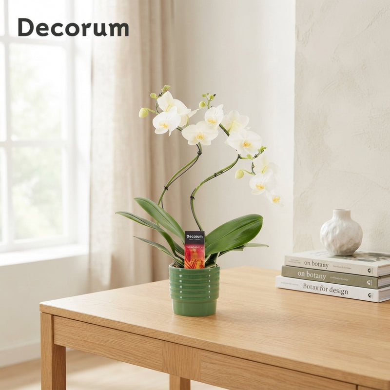 White Phalaenopsis Orchid – 2 Stem, 12cm Ceramic Pot