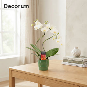White Phalaenopsis Orchid – 2 Stem, 12cm Ceramic Pot