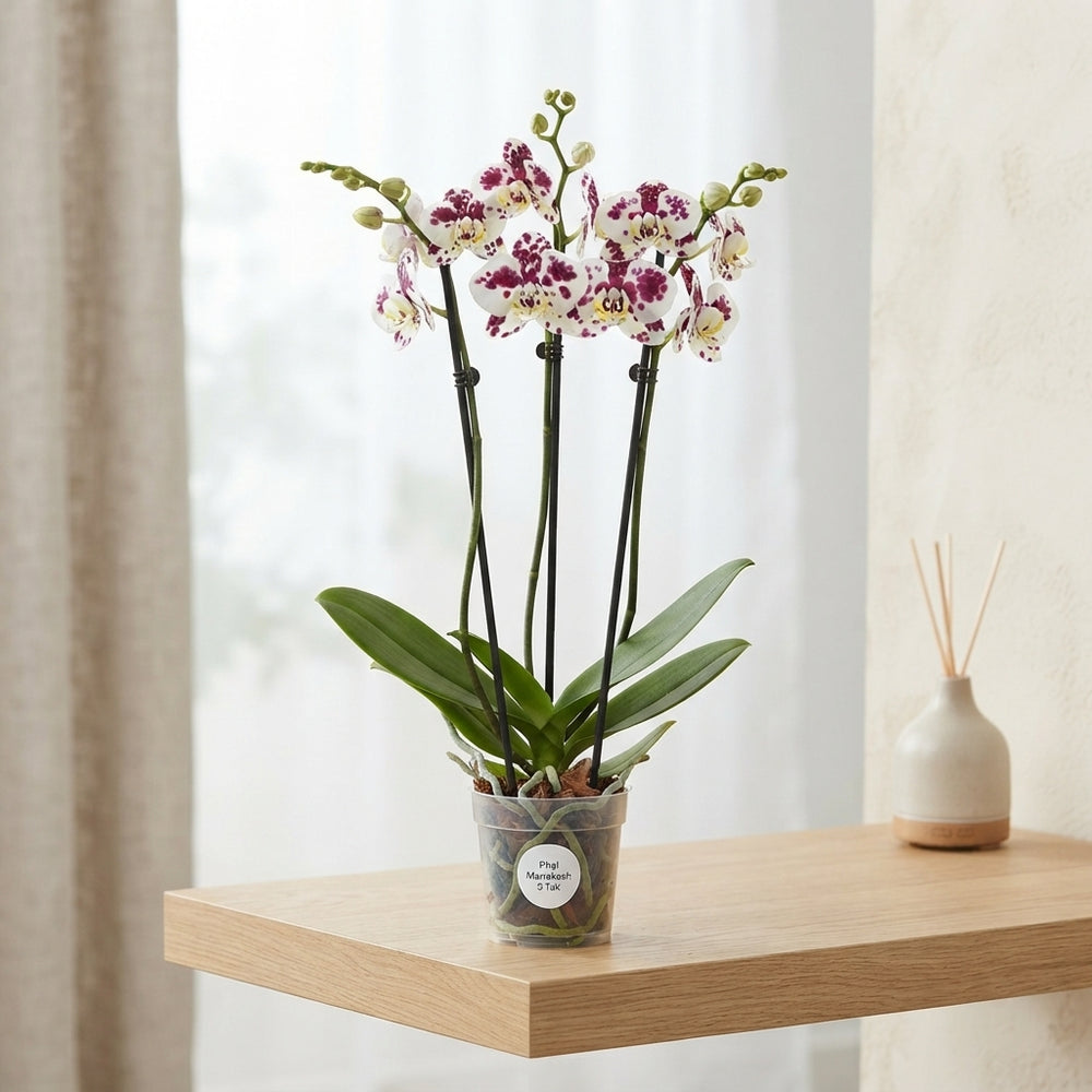 Marrakesh Phalaenopsis Orchid – 12cm Pot, 55cm