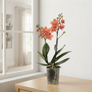 Mixed Phalaenopsis Orchid – 2 Stem, 9cm Pot