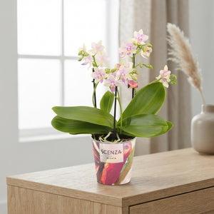 Phalaenopsis Orchid ‘Dazzling Blossom Bliss’ – 12cm Pot