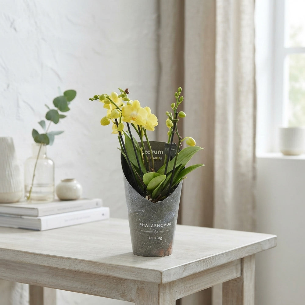 Mixed Phalaenopsis Orchid – 12cm Ceramic Pot