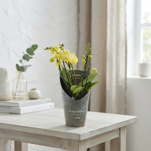 Mixed Phalaenopsis Orchid – 12cm Ceramic Pot