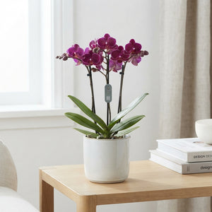 Mixed Phalaenopsis Orchid – 3 Stem, 9cm Pot