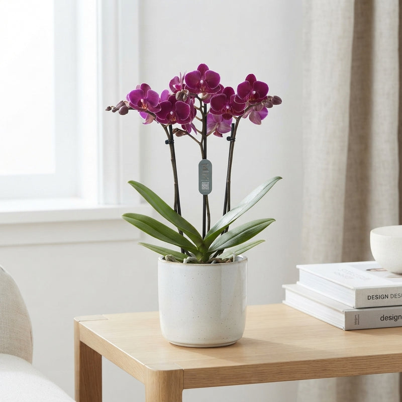 Mixed Phalaenopsis Orchid – 3 Stem, 9cm Pot