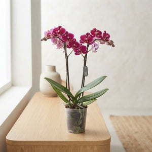 Mixed Phalaenopsis Orchid – 2 Stem, 9cm Pot